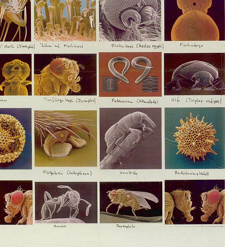 © Badische Landesbibliothek Vorarbeiten zur CD-Veröffentlichung TopoSonic Spheres, eingefärbte REM-Aufnahmen von Jürgen Berger