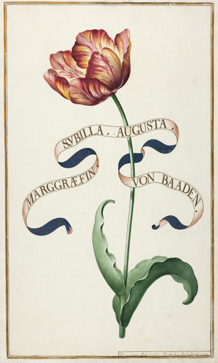 Das Bild zeigt eine Tulpendarstellung aus dem Karlsruher Tulpenbuch, um 1730. Badische Landesbibliothek Karlsruhe, Cod. K 3302, Bl. 3.. 
