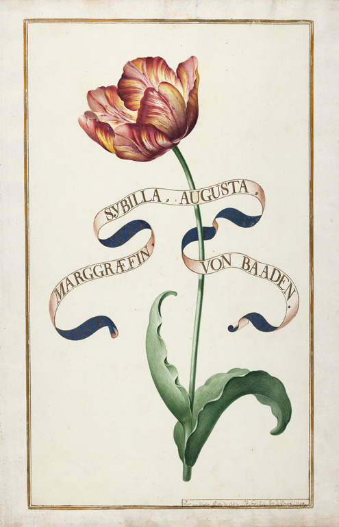 Das Bild zeigt eine Tulpendarstellung aus dem Karlsruher Tulpenbuch, um 1730. Badische Landesbibliothek Karlsruhe, Cod. K 3302, Bl. 3. 