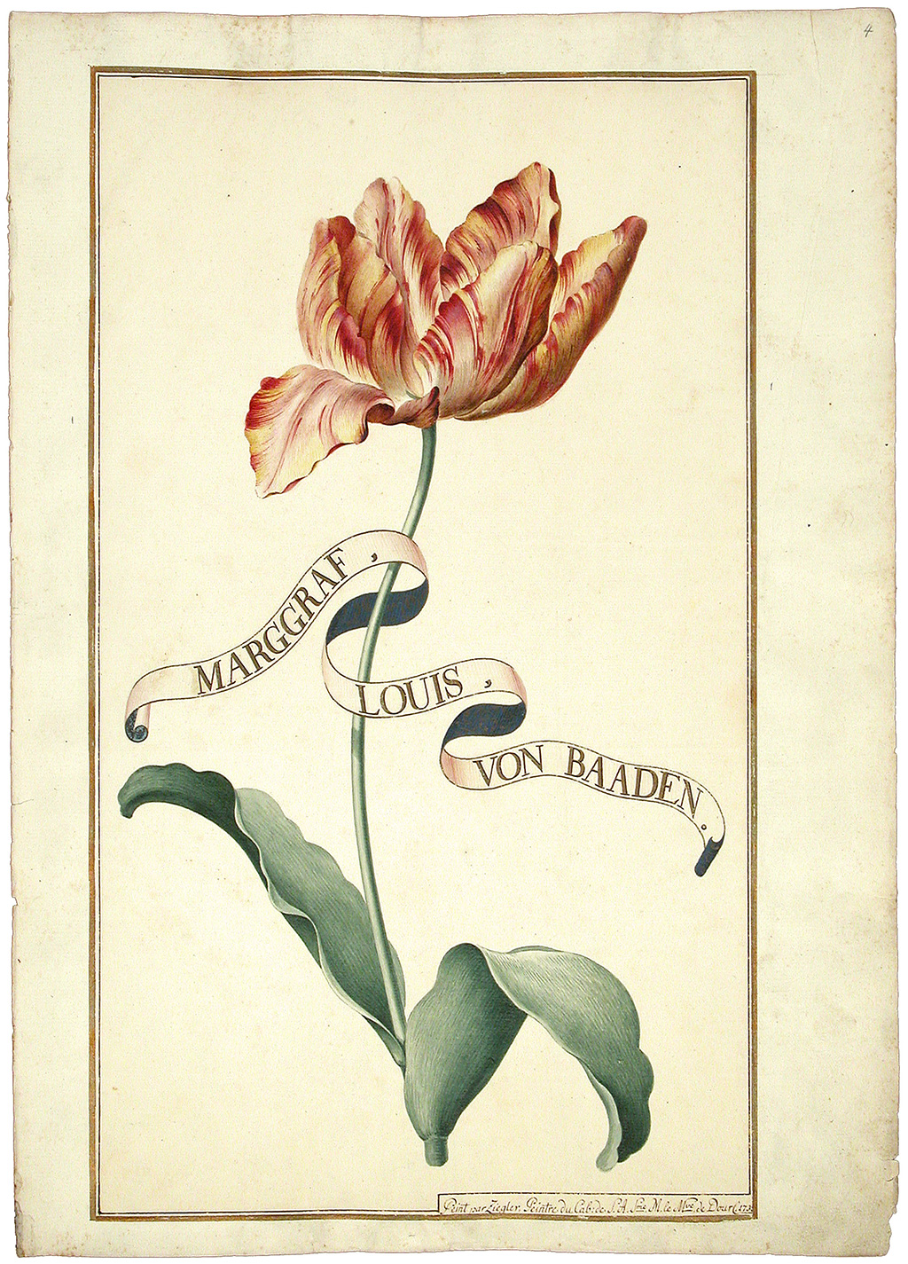 Zu sehen ist ein Motiv aus den Karlsruher Tulpenbüchern. Das Motiv zeigt eine kolorierte Blume. 