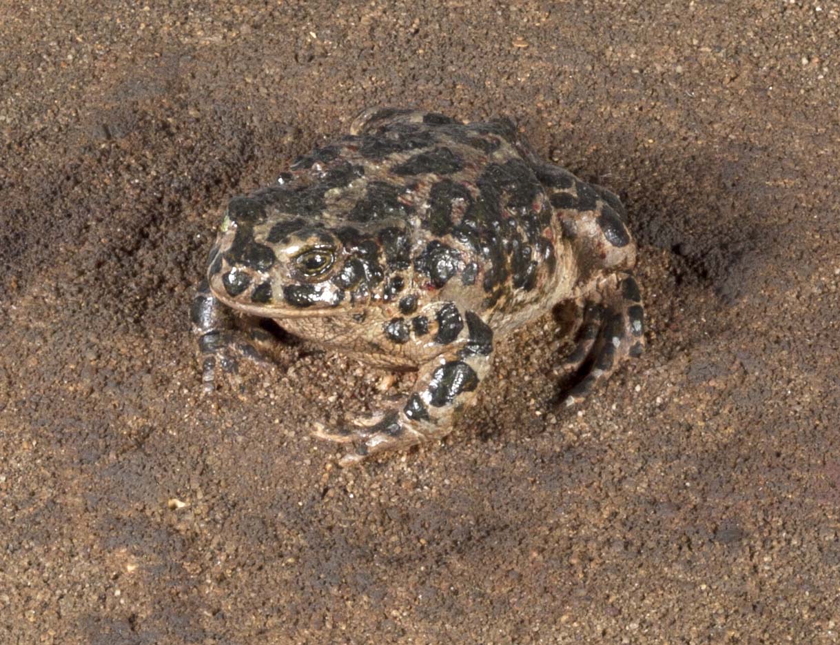 Tierexponat einer Wechselkröte (lat. Bufo viridis)