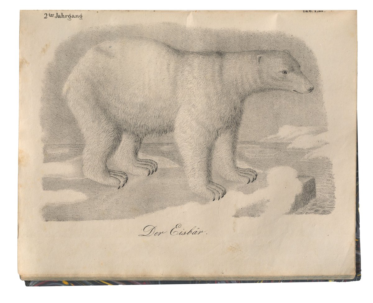 Zeichnung eines Eisbären.