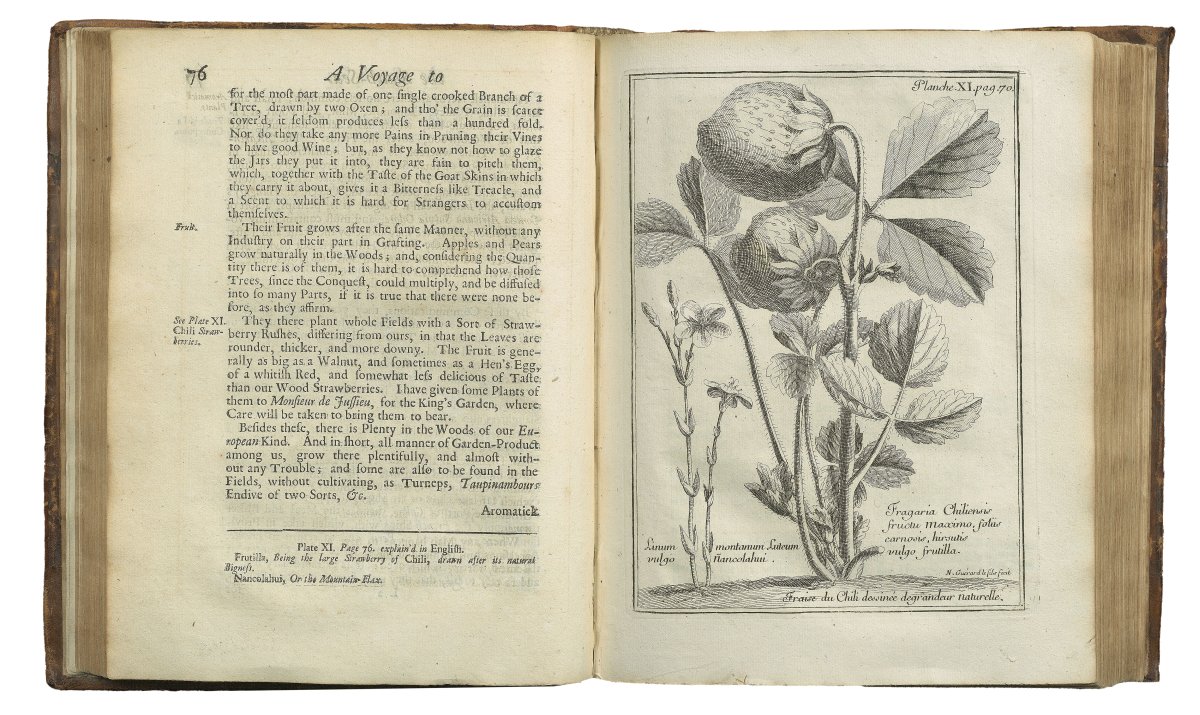 Zu sehen ist ein aufgeklapptes Buch, auf der rechten Seite ist eine Illustration zu erkennen, die eine bis dahin unbekannte Erdbeer-Art zeigt.