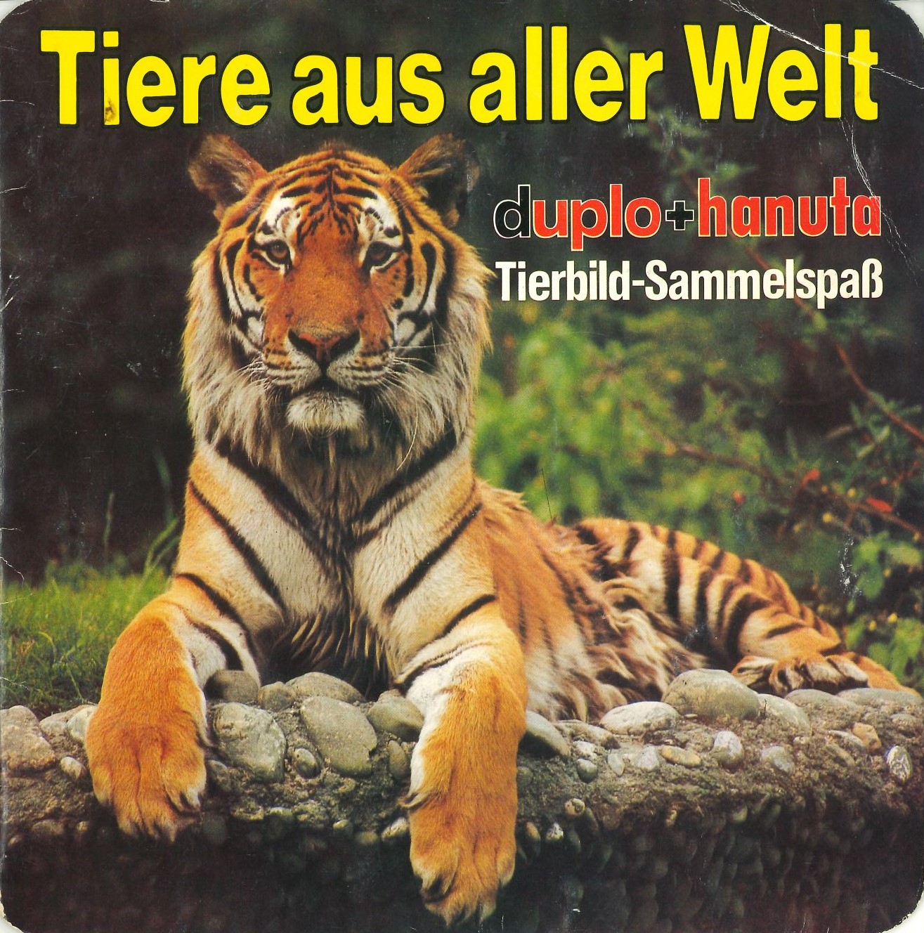 Vorderes Umschlagbild: ein Königstiger im Zoo.
