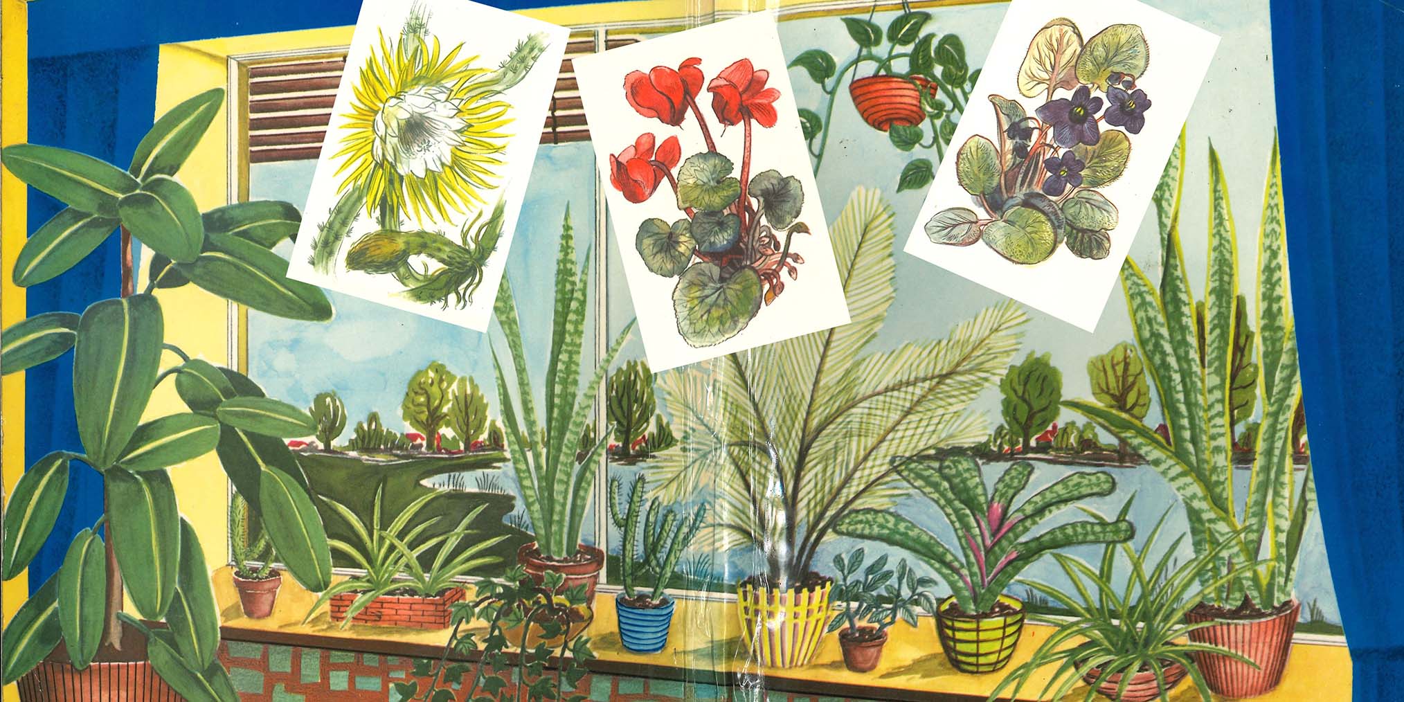 Man sieht ein gezeichnetes Blumenfenster der 1950er-Jahre und darauf platziert drei Sammelbilder von Zimmerpflanzen.