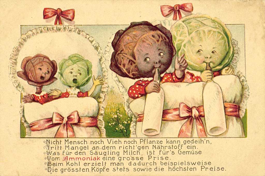 Zu sehen sind vier personifizierte Kohlköpfe. Sie sind als Babys im Kinderbettchen dargestellt. Zwei der Kohlköpfe sind wohlgenährt und rund und trinken aus großen Milchflaschen. Sie sehen glücklich aus. Die anderen beiden sind deutlich kleiner, besitzen keine Trinkflaschen und sind traurig. Erweiternd lassen sich folgende Verse lesen: "Nicht Mensch noch Vieh noch Pflanze kann gediuh'n, tritt Mangel an dem richt'gen Nährtsoff ein. Was für den Säugling Milch, ist für's Gemüse vom Ammoniak eine grosse Prise. Beim Kohl erzielt man dadurch beispielsweise die grössten Köpfe stets sowie die höchsten Preise".  