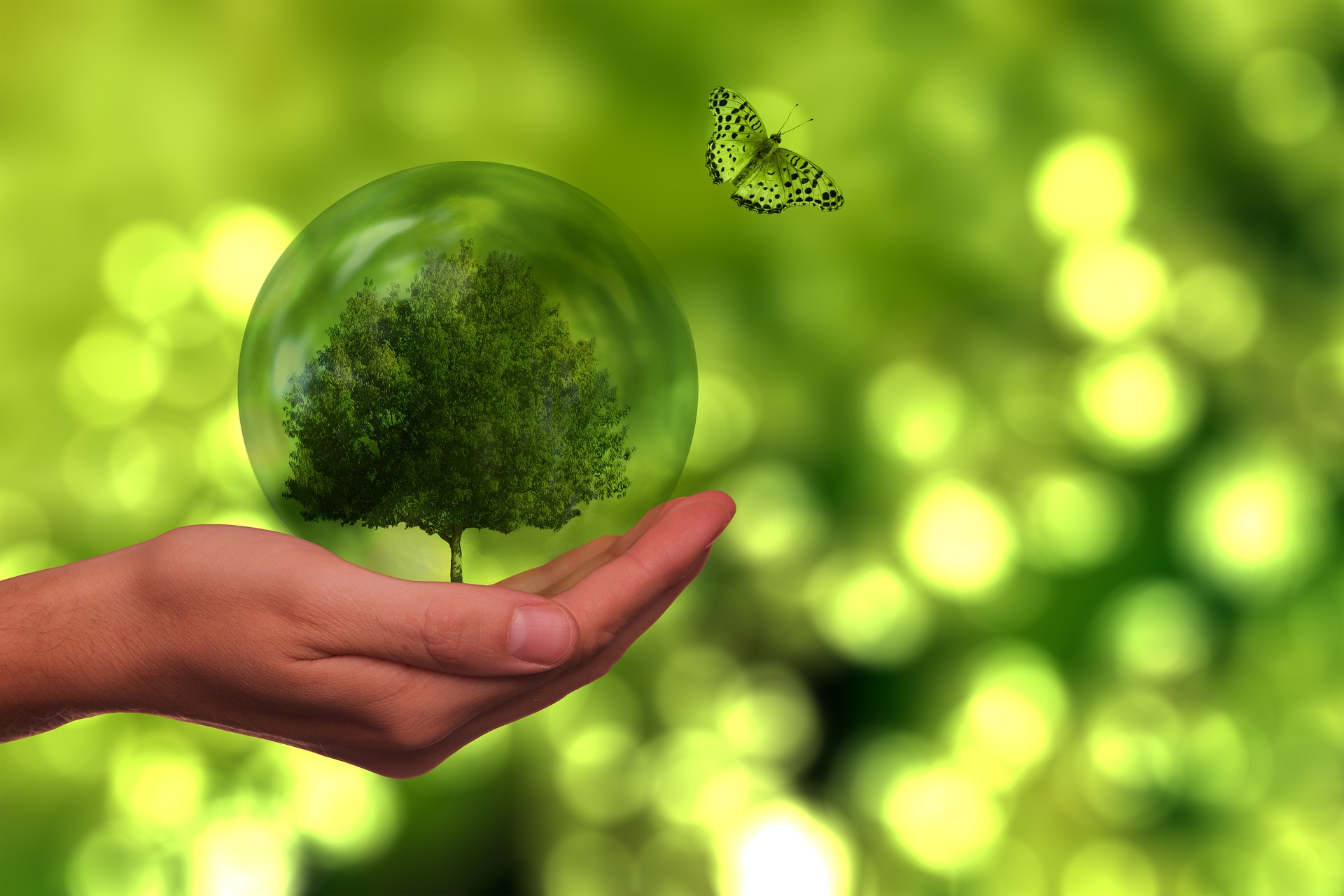 Zu sehen sind vor verschwommenem grünem Hintergrund ein Baum eine transparente Kugel oder Blase, die von einer Hand gehalten wird und ein grüner Schmetterling