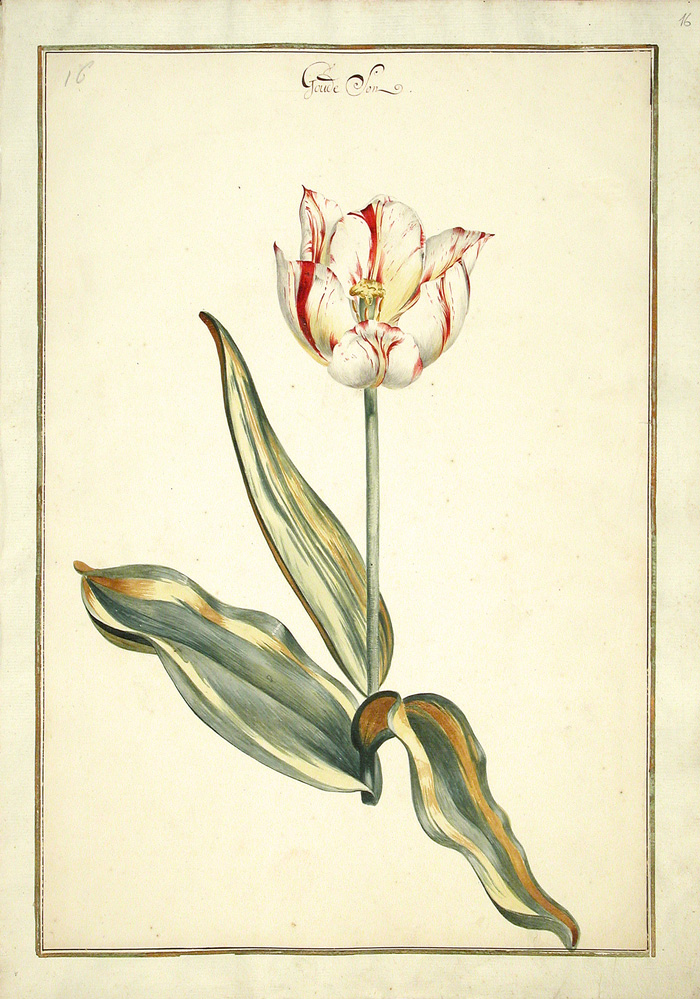 Zu sehen ist ein Motiv aus dem Karlsruher Tulpenbuch. 