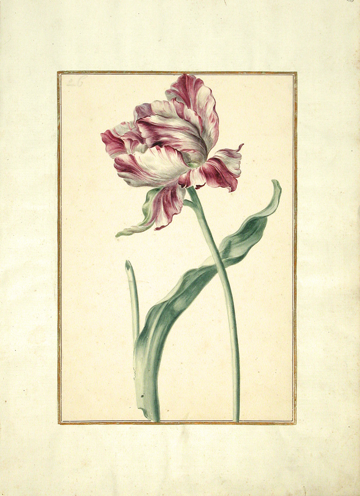 Zu sehen ist ein Motiv aus dem Karlsruher Tulpenbuch. 